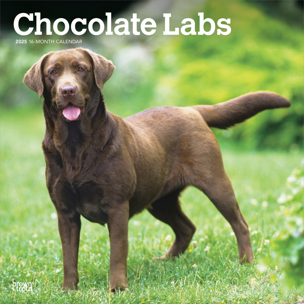 2025 BrownTrout Chocolate Labrador Retrievers Monthly