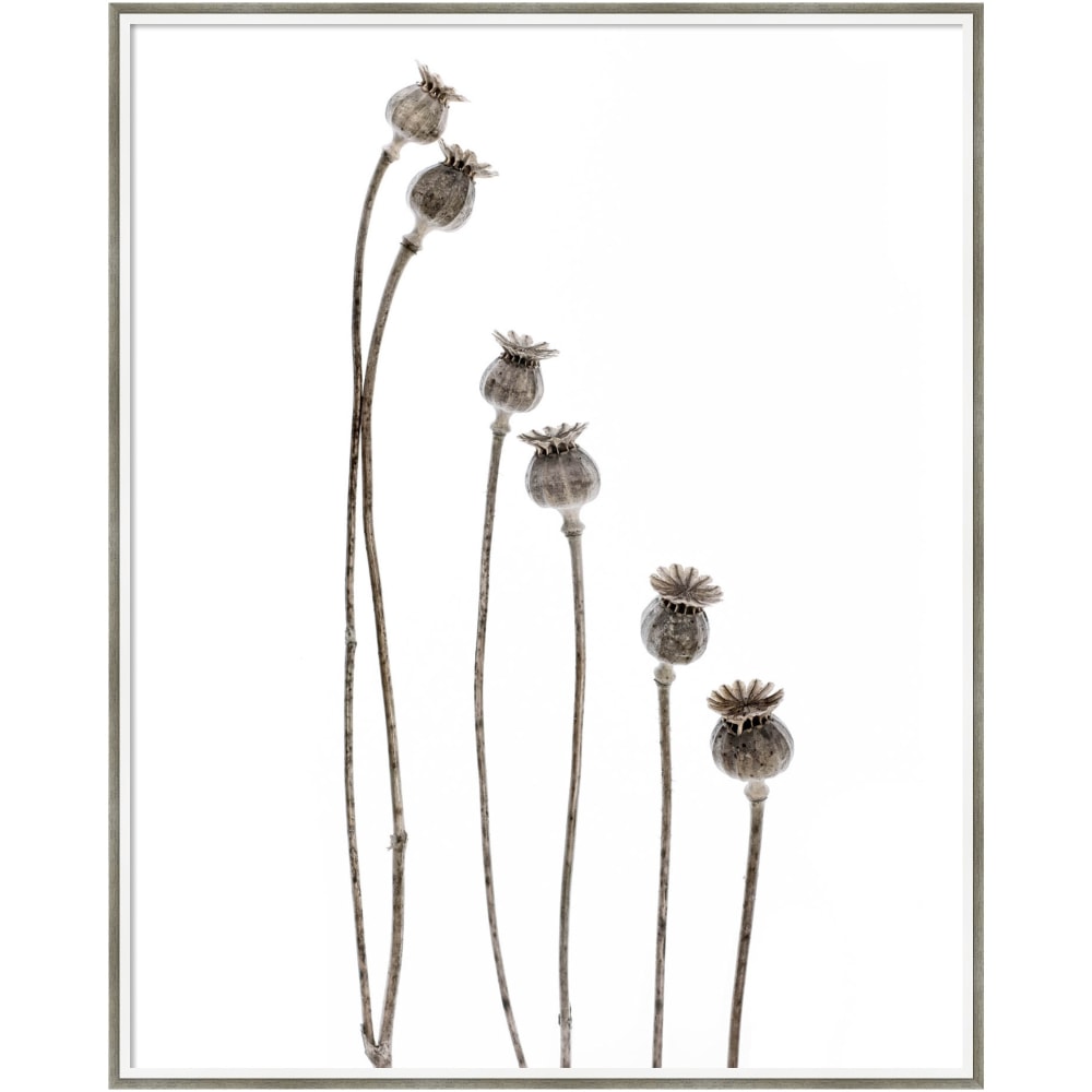 Amanti Art Last Years Flowering Poppies by Lotte