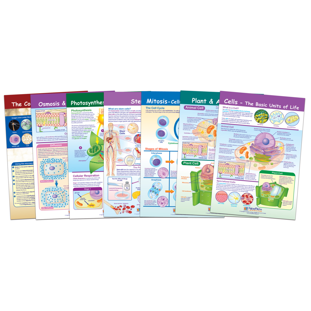 NewPath Learning Cells Bulletin Board Chart Set, Grades