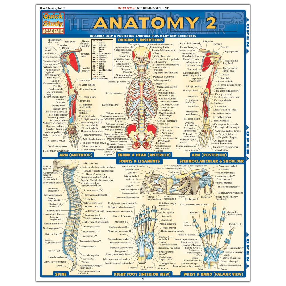 QuickStudy Guide, Anatomy 2
