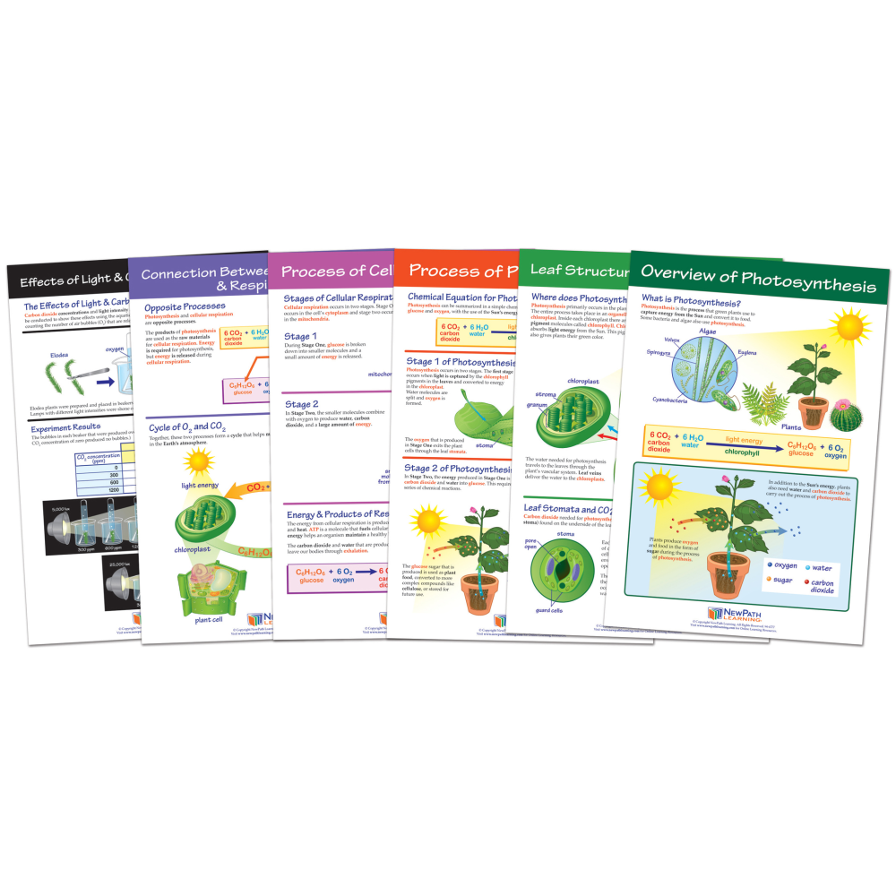 NewPath Learning Photosynthesis Bulletin Board Chart Sets, Grades