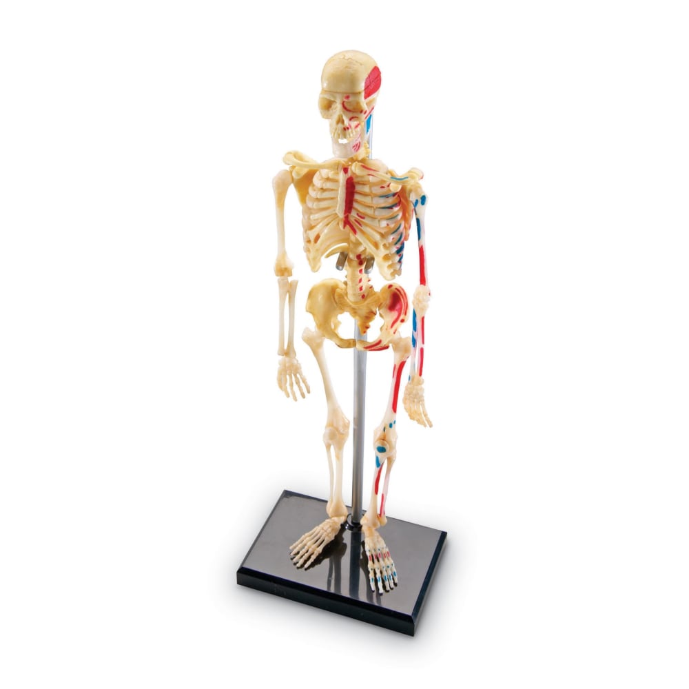 Learning Resources Human Skeleton Model, Grade 3 -