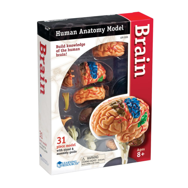 Learning Resources® Brain Anatomy Model | 3.8"