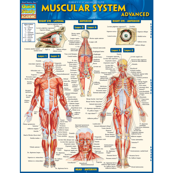 QuickStudy Guide, Medical Terminology: The Body, 3217725