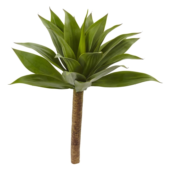 https://media.officedepot.com/images/t_extralarge,f_auto/products/6607897/6607897_o01_32_agave_plant_w_stem.jpg