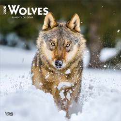 2025 BrownTrout Wolves Monthly Plastic-Free Square Wall Calendar, 12" x 12", Wildlife, January to December 2025, 9781975475963