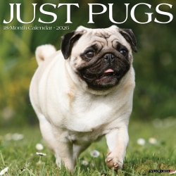 2026 Willow Creek Press Animals Monthly Wall Calendar, 12" x 12", Pugs, January To December, 52501