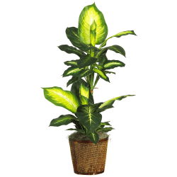 Nearly Natural Golden Dieffenbachia 21"H Silk Plant With Basket, 21"H x 42"W x 22"D, Green