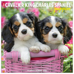 2026 Willow Creek Press Animals Monthly Wall Calendar, 12" x 12", Cavalier King Charles Spaniel Puppies, January To December, 50644