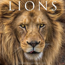 2026 Willow Creek Press Animals Monthly Wall Calendar, 12" x 12", Lions, January To December, 55915