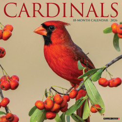2026 Willow Creek Press Animals Monthly Wall Calendar, 12" x 12", Cardinals, January To December, 50552
