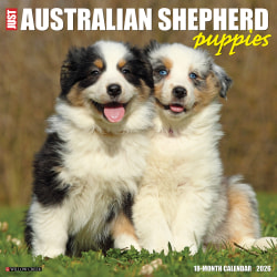 2026 Willow Creek Press Animals Monthly Wall Calendar, 12" x 12", Australian Shepherd Puppies, January To December, 49976