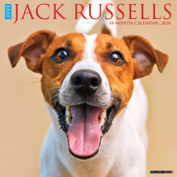 2026 Willow Creek Press Animals Monthly Wall Calendar, 12" x 12", Jack Russells, January To December, 51627