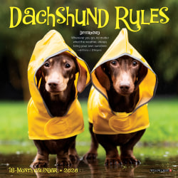 2026 Willow Creek Press Monthly Mini Wall Calendar, 7" x 7", Dachshund Rules, January To December, 53546
