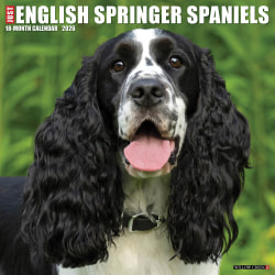 2026 Willow Creek Press Animals Monthly Wall Calendar, 12" x 12", English Springer Spaniels, January To December, 51047