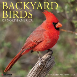 2026 Willow Creek Press Animals Monthly Wall Calendar, 12" x 12", Backyard Birds, January To December, 50026
