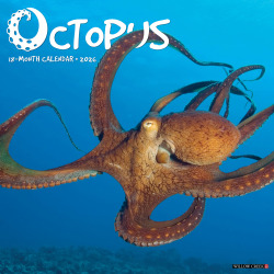 2026 Willow Creek Press Animals Monthly Wall Calendar, 12" x 12", Octopus, January To December, 56028