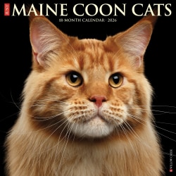2026 Willow Creek Press Animals Monthly Wall Calendar, 12" x 12", Maine Coon Cats, January To December, 51849