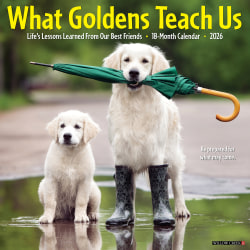 2026 Willow Creek Press Animals Monthly Wall Calendar, 12" x 12", What Goldens Teach Us, January To December, 53188