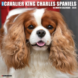 2026 Willow Creek Press Animals Monthly Wall Calendar, 12" x 12", Cavalier King Charles Spaniels, January To December, 50651