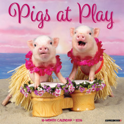 2026 Willow Creek Press Animals Monthly Wall Calendar, 12" x 12", Pigs at Play, January To December, 52396