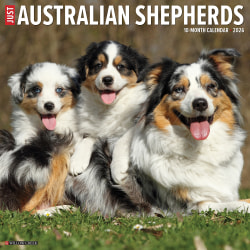 2026 Willow Creek Press Animals Monthly Wall Calendar, 12" x 12", Australian Shepherds, January To December, 49983