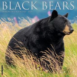 2025 Willow Creek Press Animals Monthly Wall Calendar, 12" x 12", Black Bears, January To December, 41826