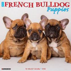 2026 Willow Creek Press Animals Monthly Wall Calendar, 12" x 12", French Bulldog Puppies, January To December, 51160