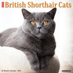 2025 Willow Creek Press Animals Monthly Wall Calendar, 12" x 12", British Shorthair Cats, January To December, 41956