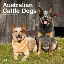 2024 BrownTrout Monthly Square Wall Calendar, 12" x 12", Australian Cattle Dogs, January to December