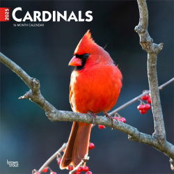 2025 BrownTrout Cardinals Monthly Plastic-Free Square Wall Calendar, 12" x 12", Wildlife, January to December 2025, 9781975476786