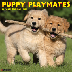 2026 Willow Creek Press Animals Monthly Wall Calendar, 12" x 12", Puppy Playmates, January To December, 52525