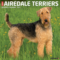 2025 Willow Creek Press Animals Monthly Wall Calendar, 12" x 12", Airedale Terriers, January To December, 41253