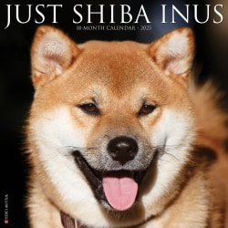 2025 Willow Creek Press Animals Monthly Wall Calendar, 12" x 12", Shiba Inus, January To December, 44858