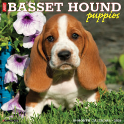 2026 Willow Creek Press Animals Monthly Wall Calendar, 12" x 12", Basset Hound Puppies, January To December, 50088