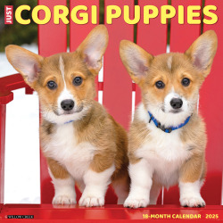 2025 Willow Creek Press Animals Monthly Wall Calendar, 12" x 12", Corgi Puppies, January To December, 42540