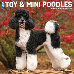 2026 Willow Creek Press Animals Monthly Wall Calendar, 12" x 12", Toy & Miniature Poodles, January To December, 55588