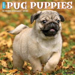 2026 Willow Creek Press Animals Monthly Wall Calendar, 12" x 12", Pug Puppies, January To December, 52495