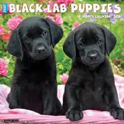 2026 Willow Creek Press Animals Monthly Wall Calendar, 12" x 12", Black Lab Puppies, January To December, 50309