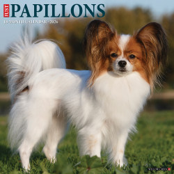 2026 Willow Creek Press Animals Monthly Wall Calendar, 12" x 12", Papillons, January To December, 52303