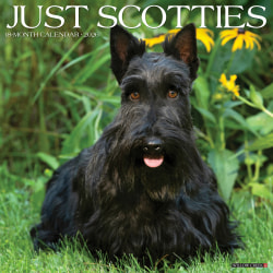 2026 Willow Creek Press Animals Monthly Wall Calendar, 12" x 12", Scotties, January To December, 52693