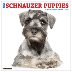 2026 Willow Creek Press Animals Monthly Wall Calendar, 12" x 12", Schnauzer Puppies, January To December, 52679