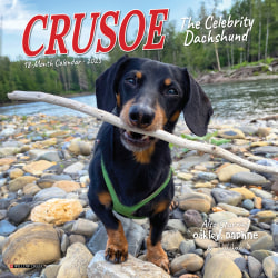 2025 Willow Creek Press Mini Wall Calendar, 7" x 7", Crusoe The Celebrity Dachshund, January 2025 To December 2025, 45732