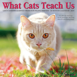 2025 Willow Creek Press Animals Monthly Wall Calendar, 12" x 12", What Cats Teach Us, January To December, 45343