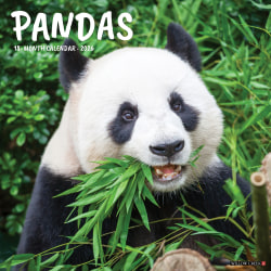 2026 Willow Creek Press Animals Monthly Wall Calendar, 12" x 12", Pandas, January To December, 56042