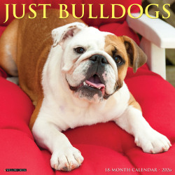 2026 Willow Creek Press Animals Monthly Wall Calendar, 12" x 12", Bulldogs, January To December, 50439