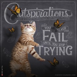 2026 Willow Creek Press Animals Monthly Wall Calendar, 12" x 12", Catspirations, January To December, 50637