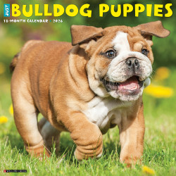 2026 Willow Creek Press Animals Monthly Wall Calendar, 12" x 12", Bulldog Puppies, January To December, 50422