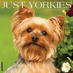 2026 Willow Creek Press Animals Monthly Wall Calendar, 12" x 12", Yorkies, January To December, 53379