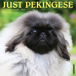 2026 Willow Creek Press Animals Monthly Wall Calendar, 12" x 12", Pekingese, January To December, 52358